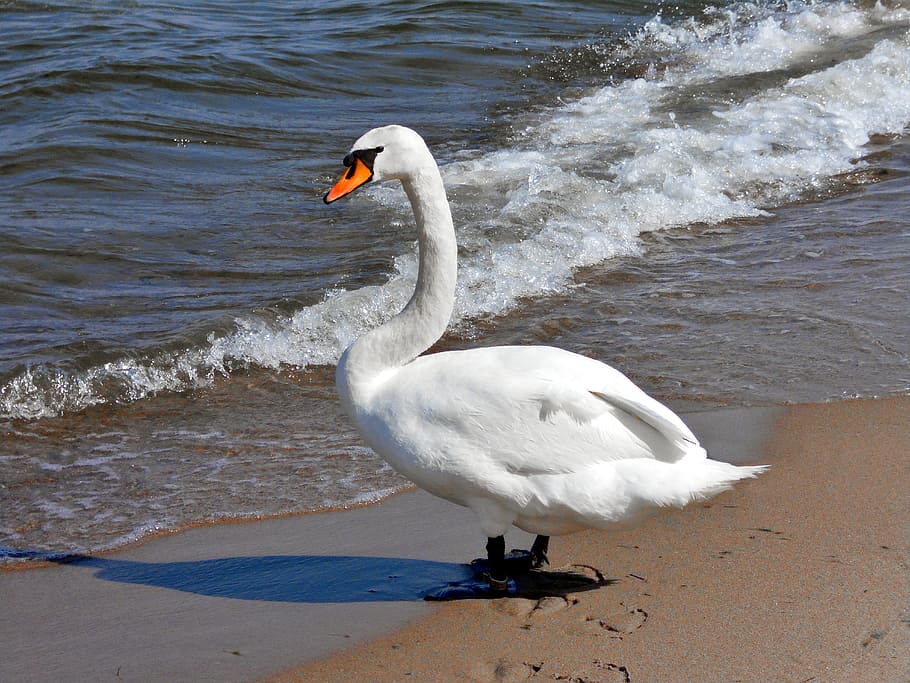 mute swan on shore, sea, bird, the coast, beach, sand, animal, HD wallpaper