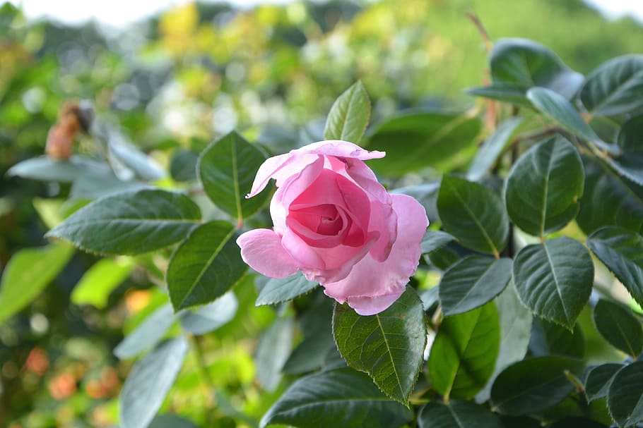 pink, offer, event, love, tenderness, color pink, leaf, plant part HD wallpaper