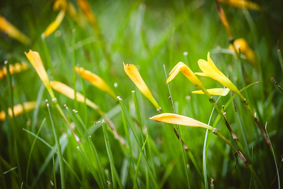 nature, flower, grass, plant, growth, beauty in nature, green color HD wallpaper