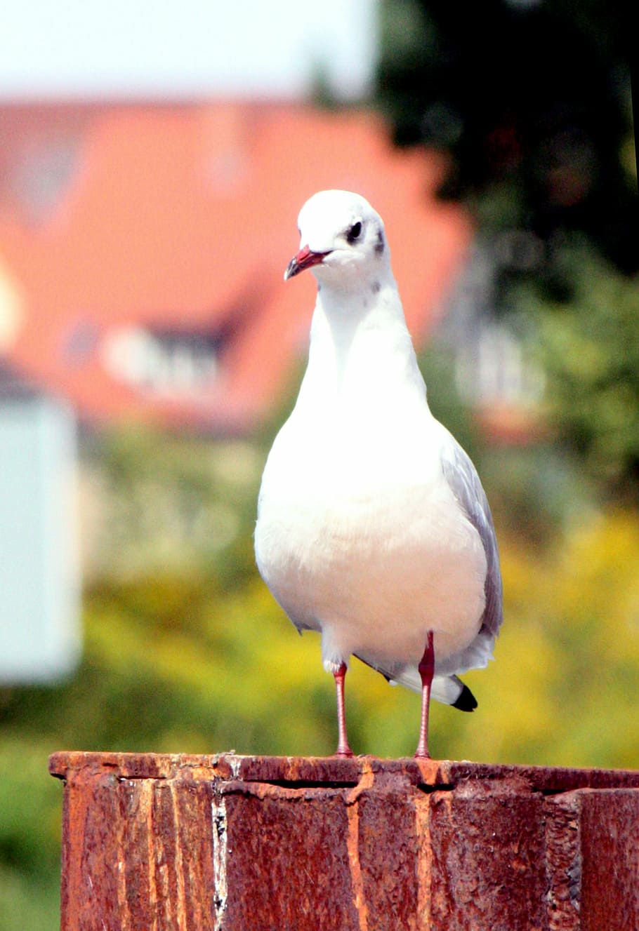gull, close, bird, color, water bird, nature, plumage, beautiful HD wallpaper