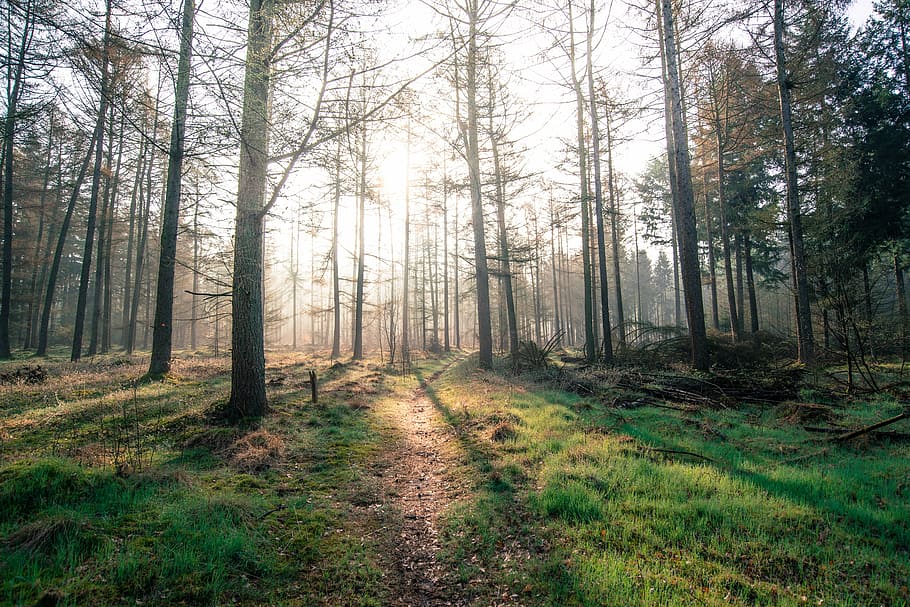 forest, sun, shadow, green, yellow, nature, landscape, light HD wallpaper