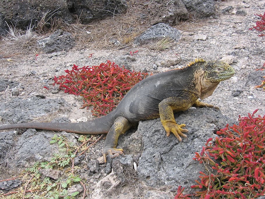 iguana, galapagos, beach, sand, rocks, reptile, wildlife, nature HD wallpaper