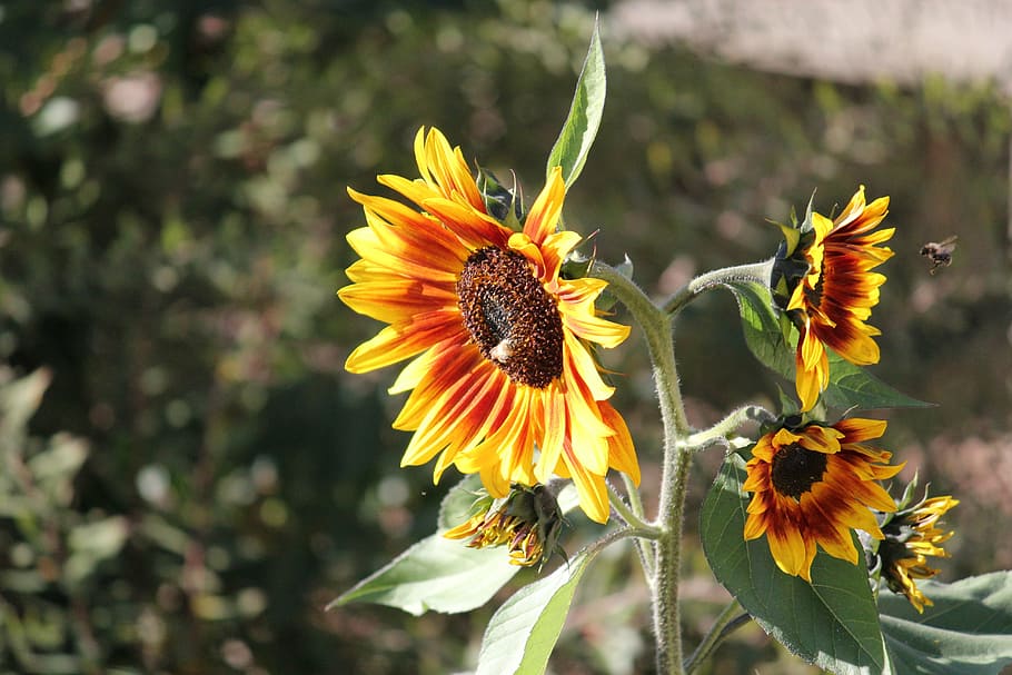 sun flower, bee, blossom, bloom, close, nature, summer, fragility HD wallpaper