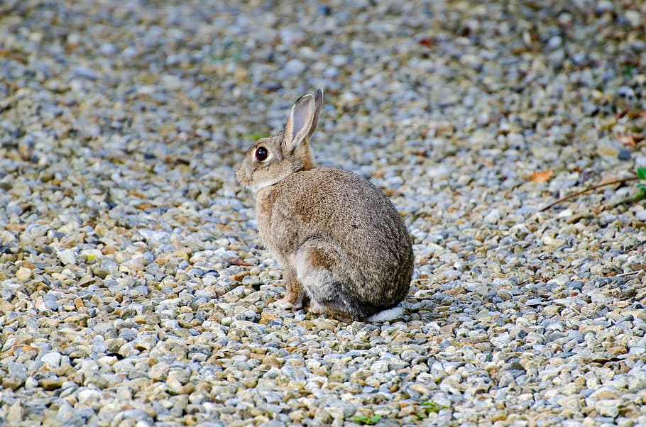 rabbit, mammal, brown, bunny, grass, gray, munch, easter, nature HD wallpaper