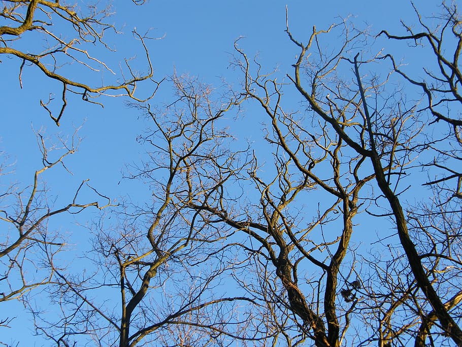 trees, sky, branch, treetops, blue sky, heaven, autumn, low angle view HD wallpaper