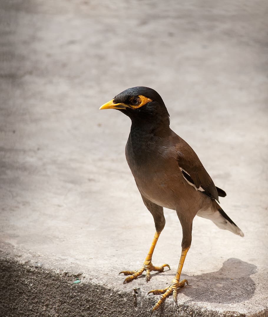 myna, bird, perched, sidewalk, animal themes, animals in the wild HD wallpaper