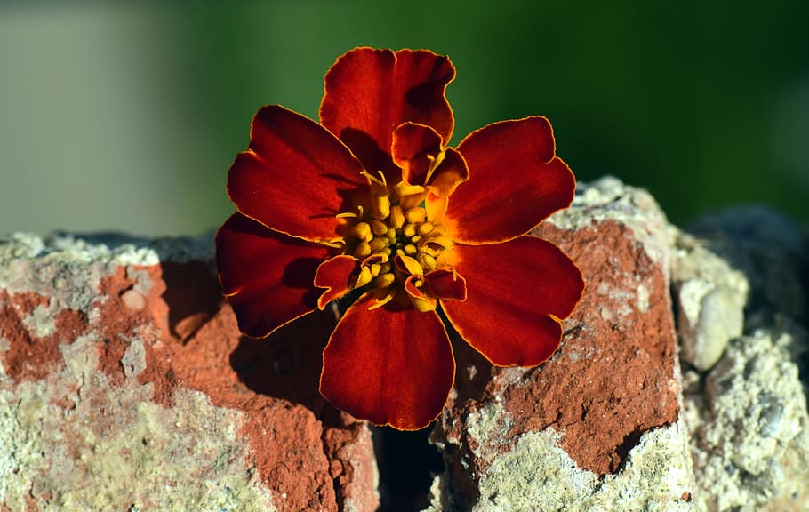 Marigold, Blossom, Bloom, Red, Orange, stone, wall, old brick wall HD wallpaper
