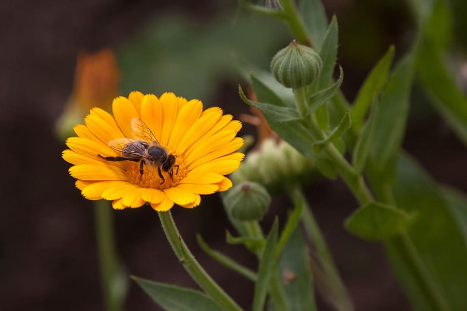 Bee, Calendula, Pollen, Orange, Nature, garden flower, summer HD wallpaper