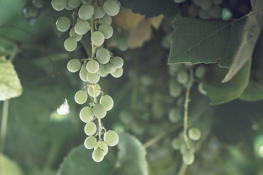 grapes, vines, wine, fruit, vineyard, leaf, nature, plant, agriculture, HD wallpaper
