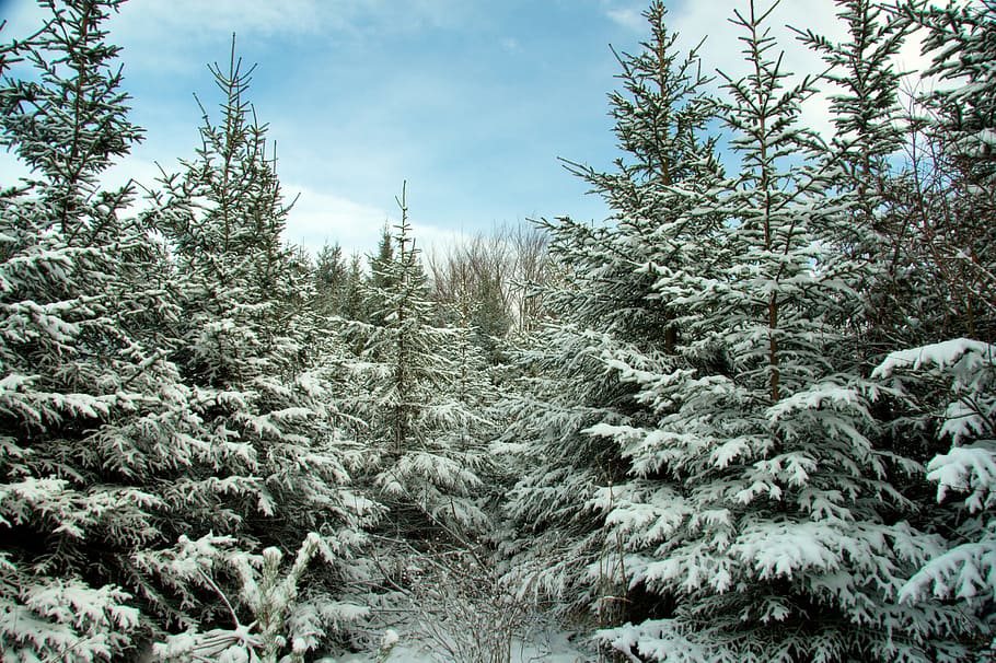 Germany, Bavaria, Winter, Snow, Forest, trees, foliage, woods HD wallpaper