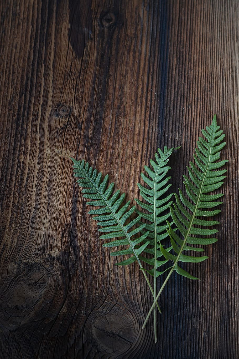 fern, small fern, green, plant, wood, brown, close, text dom, HD wallpaper