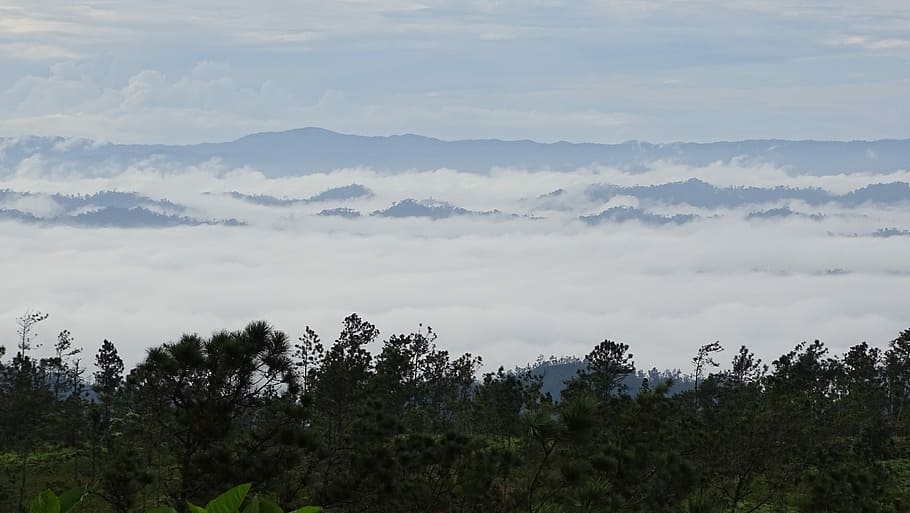 Mountain, Pine, Ridge, Clouds, Valley, mist, morning, belize HD wallpaper