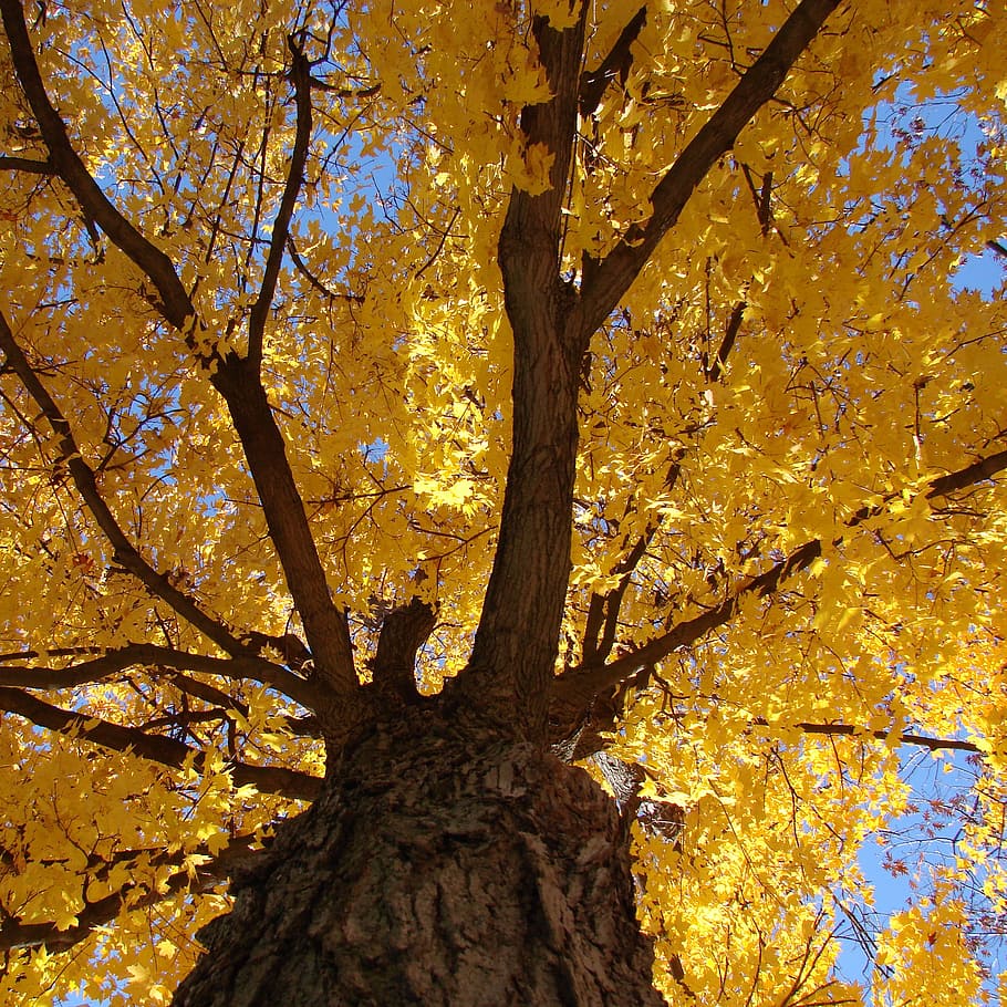 Tree, Look Up, Ground, Golden, Leaves, fall, seasonal, nature HD wallpaper