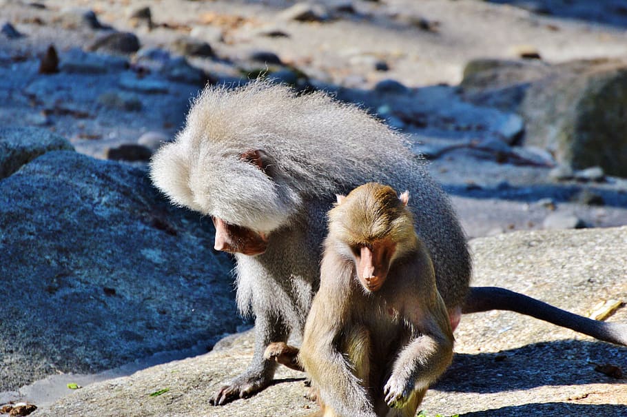 monkey, baboon, animal, tiergarten, zoo, tierpark hellabrunn HD wallpaper