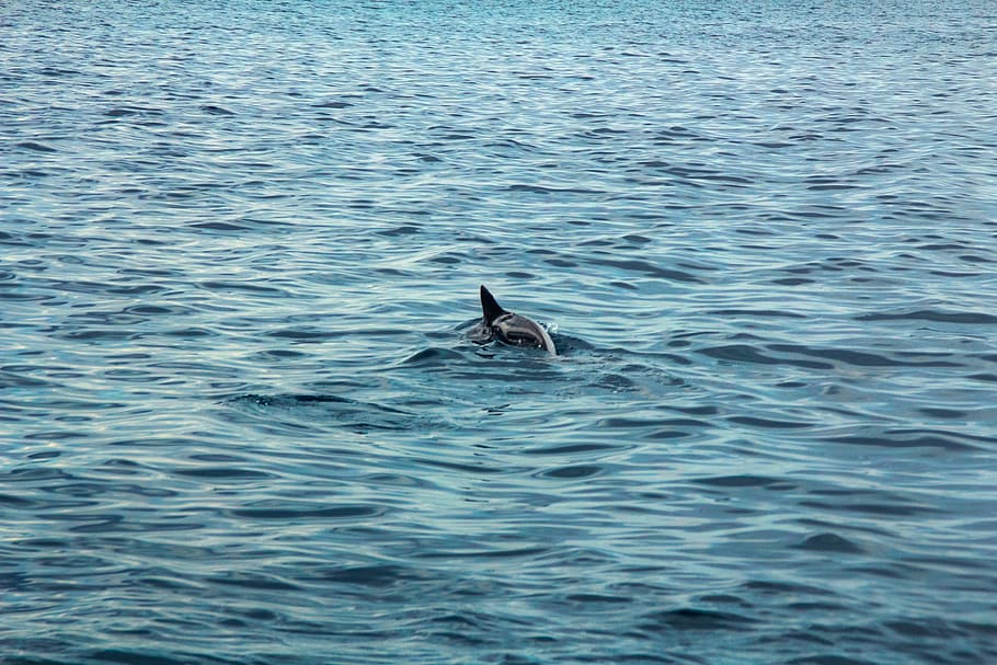 dolphin, sea, beach, bay, water, blue, marine, fish, nature, HD wallpaper