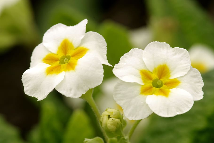 flowers, white, yellow, composition, flowering, the delicacy HD wallpaper