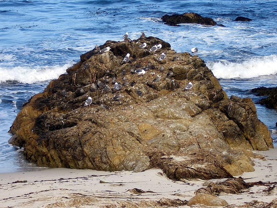 birds, coast, surf, sea, water, beach, land, rock, beauty in nature HD wallpaper