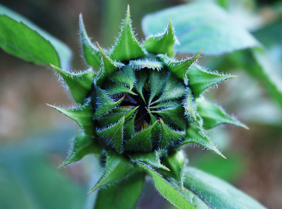 bud, flower, sunflower, opening, outer leaves, green, centre HD wallpaper