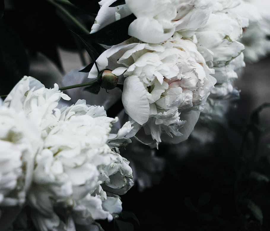 close up photography of white clustered flowers, shallow focus photography of white flowers HD wallpaper