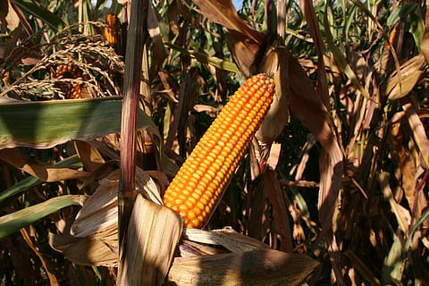 cornfield, agriculture, plant, rural, ripe, yellow, crop, maize HD wallpaper