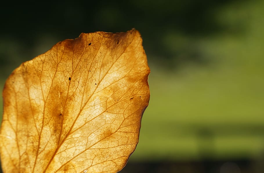 leaf, leaves, autumn, fall foliage, leaves in the autumn, back light HD wallpaper