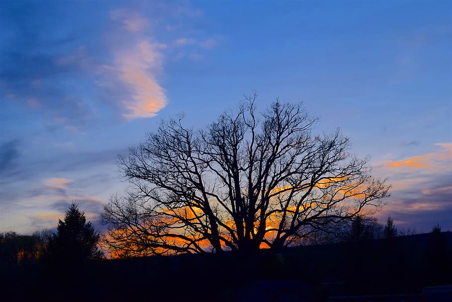 tree, silhouette, sunset, color, orange, sky, nature, tree silhouette HD wallpaper