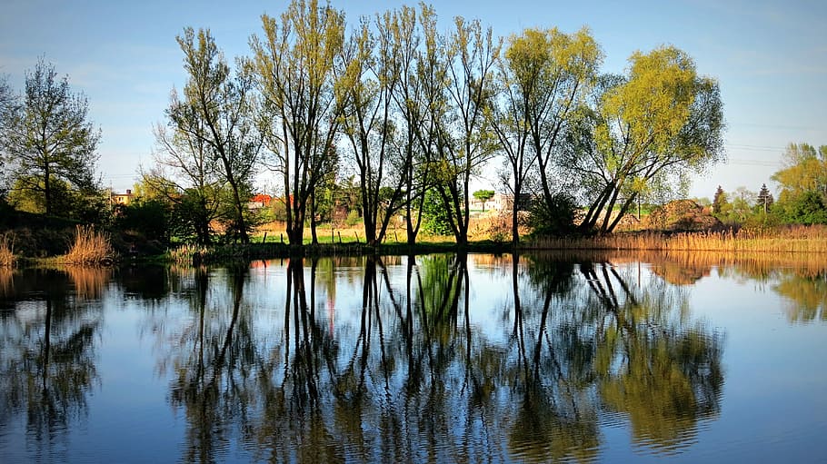 green leafed trees near water, mirror, pond, branches, nature HD wallpaper