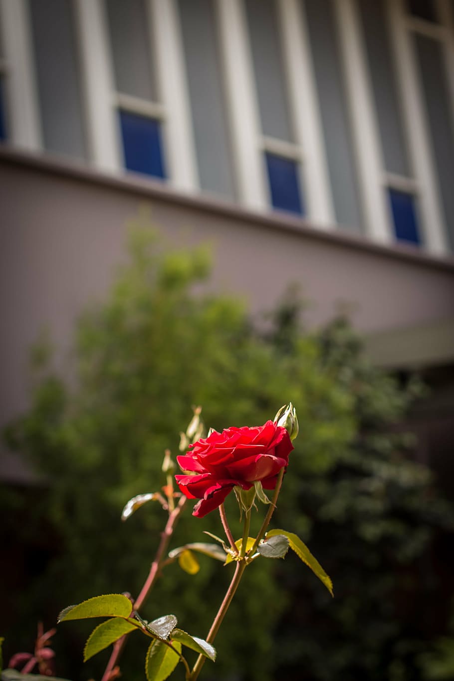 rose, closeup, garden, red, green, petals, leaves, floral, flower HD wallpaper