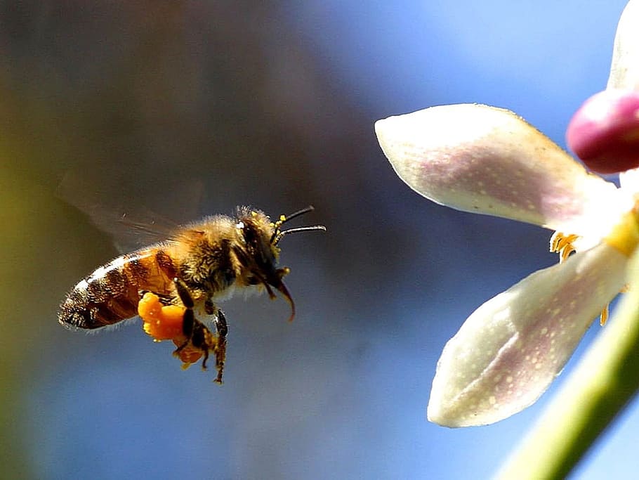 selective focus photography of bee, Flower, Insect, Fly, Macro HD wallpaper