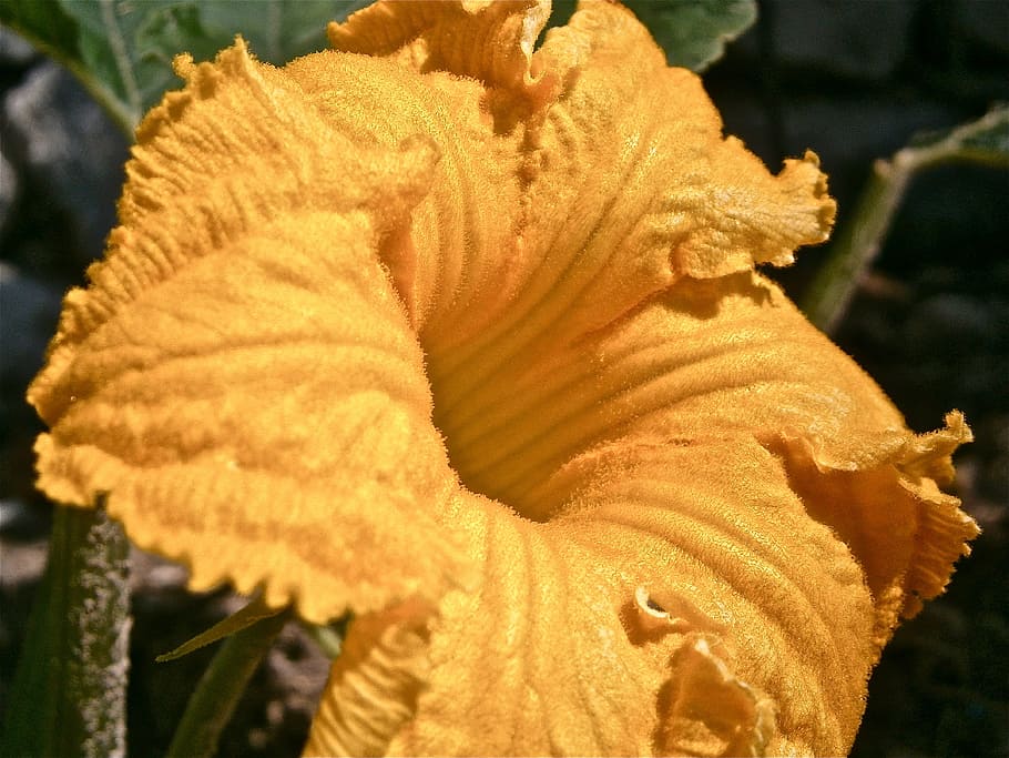 flower, pumpkin, vegetable, nature, close-up, fragility, vulnerability HD wallpaper