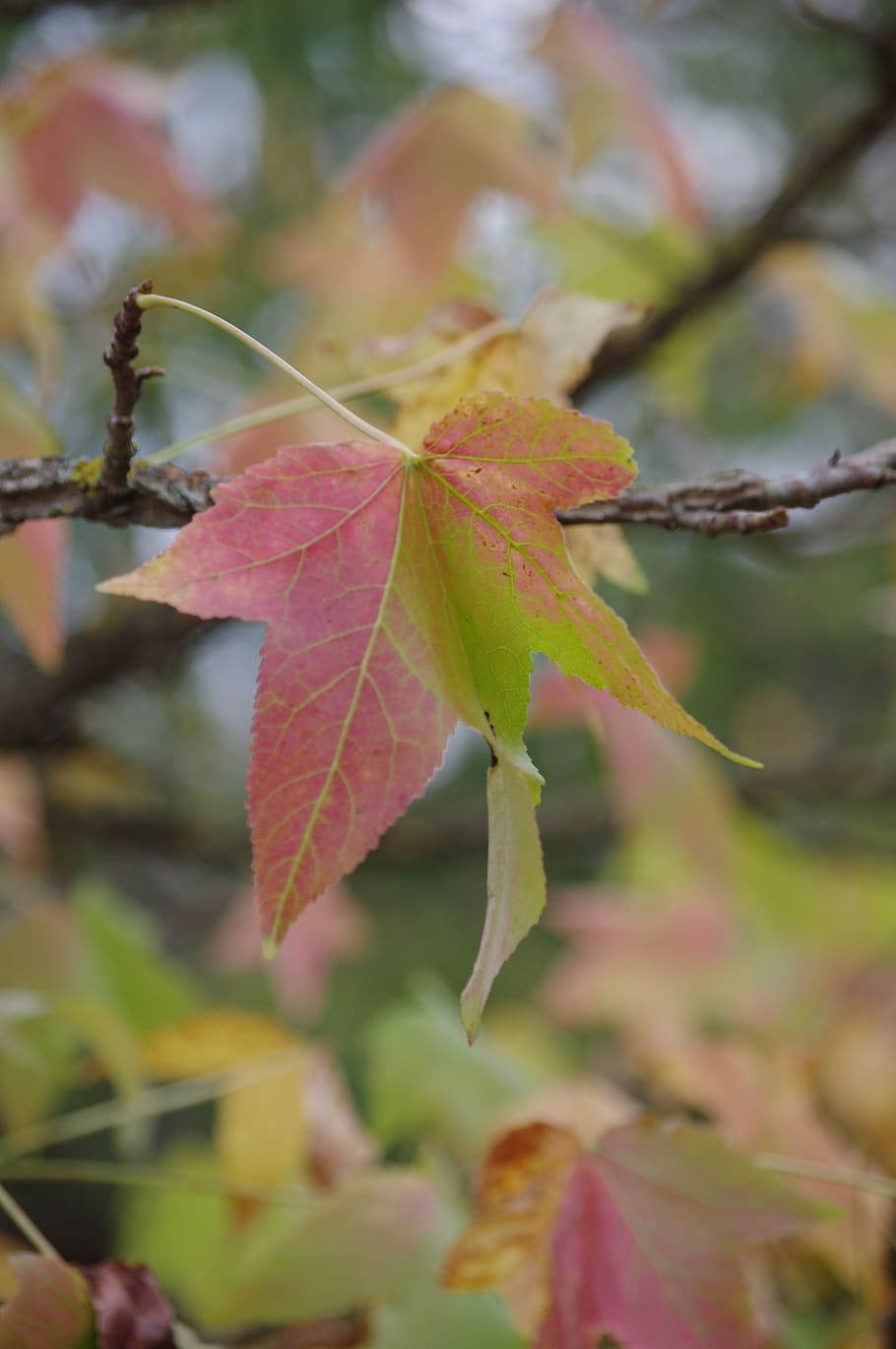 leaves, fall, nature, leaf, plant part, autumn, change, close-up HD wallpaper