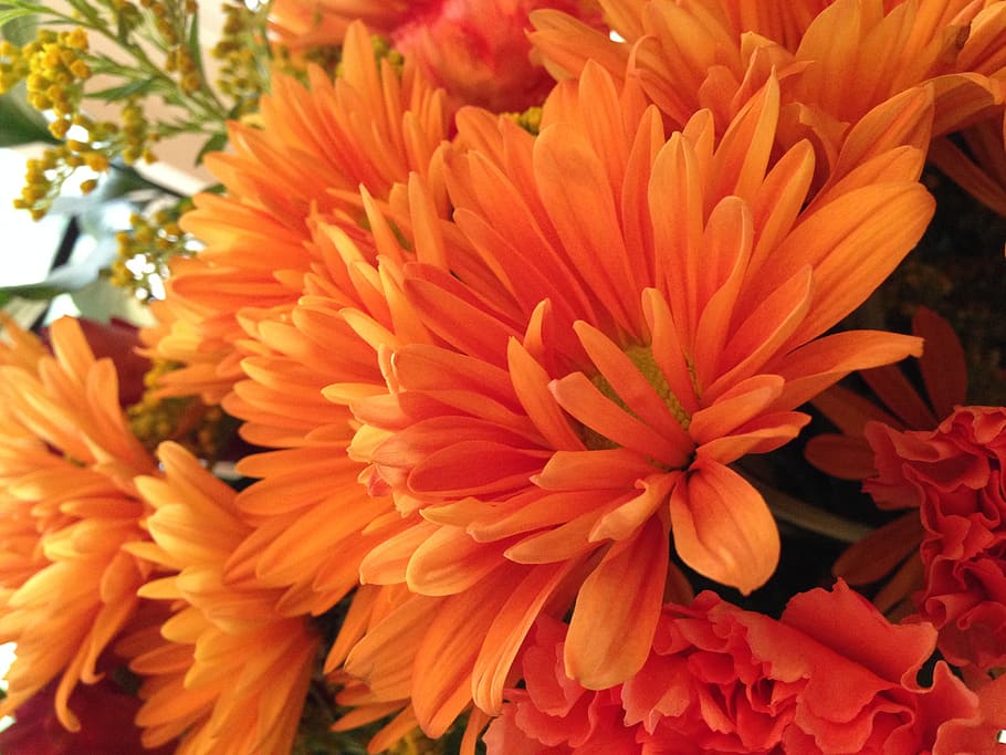 orange, flower, summer, fall, bright, autumn, colorful, flowering plant HD wallpaper