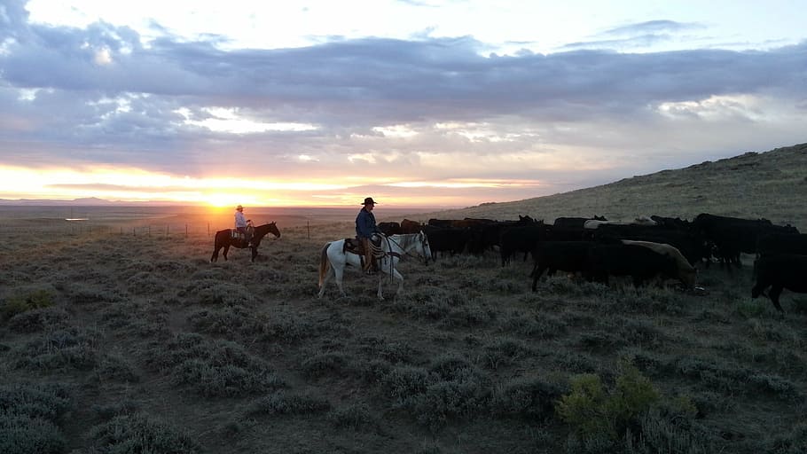 men's riding horses on gray leafed plants field under sunset HD wallpaper