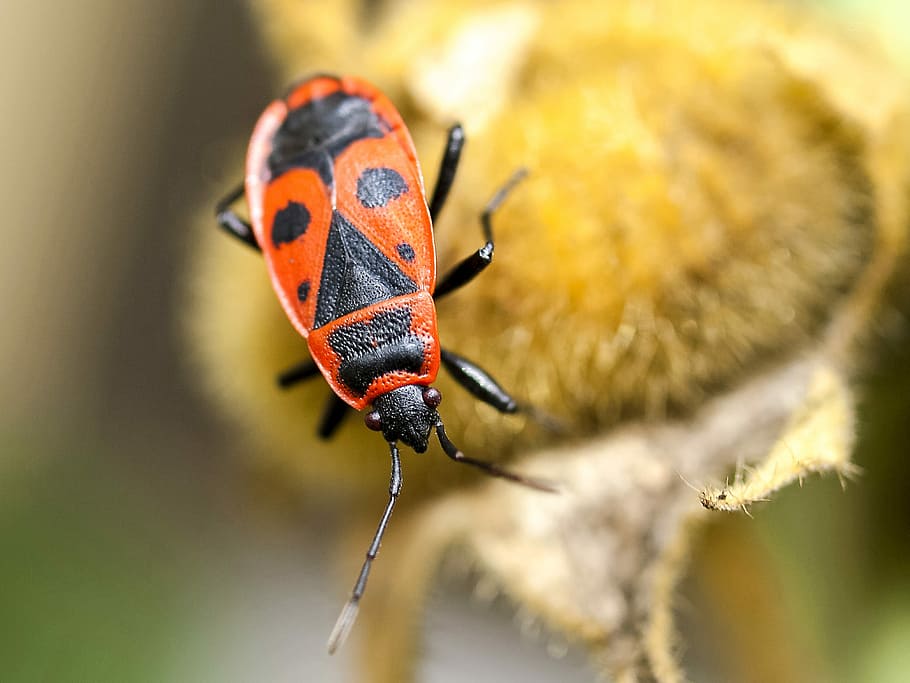Fire, Bug, Insect, Nature, Animal, fire bug, one animal, animal themes HD wallpaper