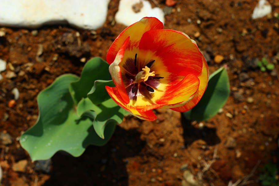 tulips, flower, konya, nature, plant, petal, leaf, flower Head HD wallpaper