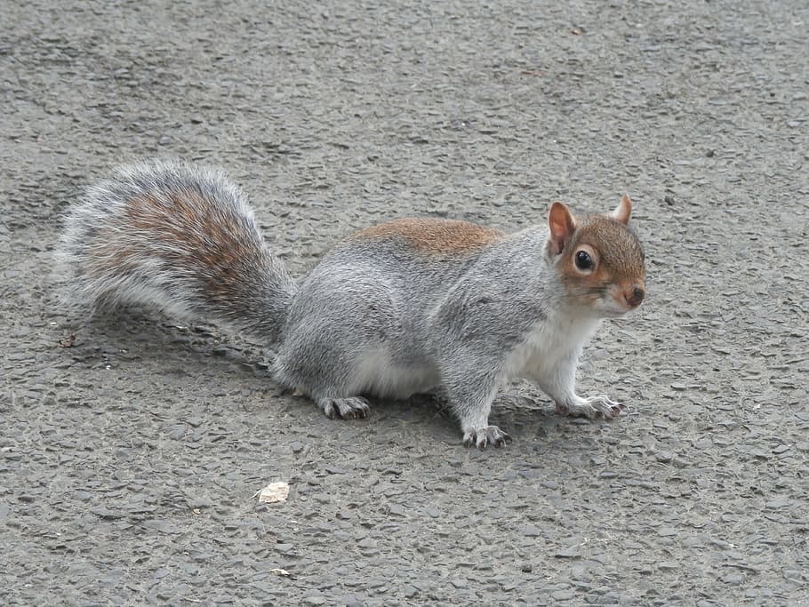 grey squirrel, nature, fur, animal, mammal, one animal, rodent HD wallpaper