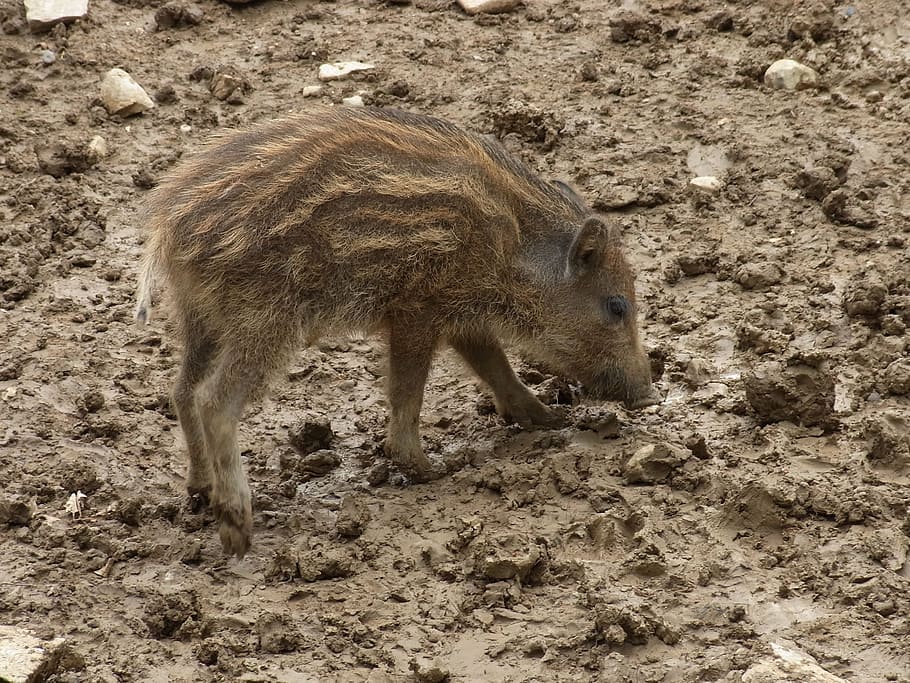 Boar, Launchy, Pig, Vertebrate, Mammal, one animal, animals in the wild HD wallpaper