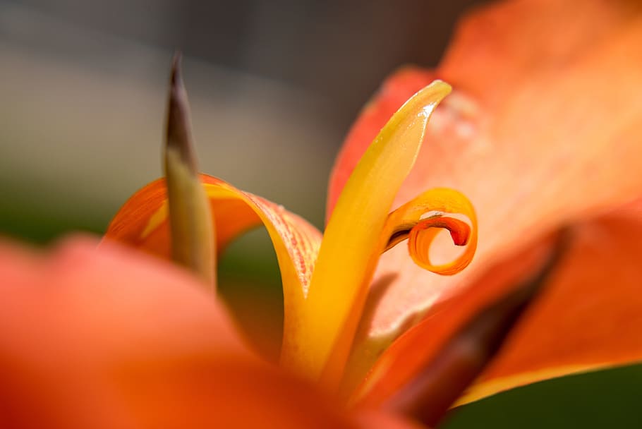 flower, macro, close up, orange, flowering plant, beauty in nature HD wallpaper