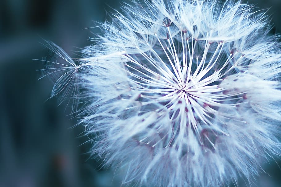shallow focus of white dandelion, flower, macro, seeds, nature HD wallpaper