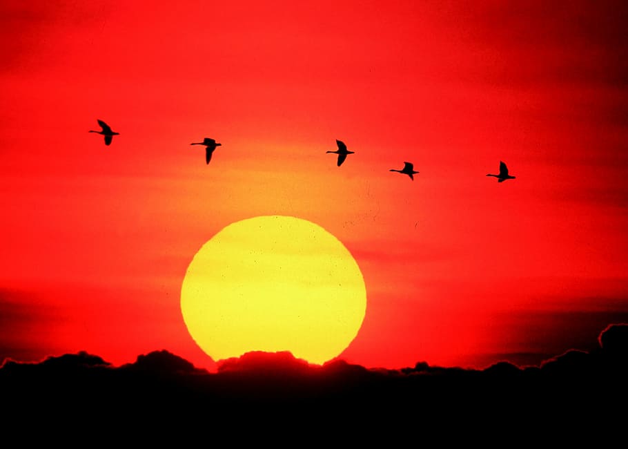 geese, flying, sunset, orange, yellow, wildlife, birds, waterfowl HD wallpaper