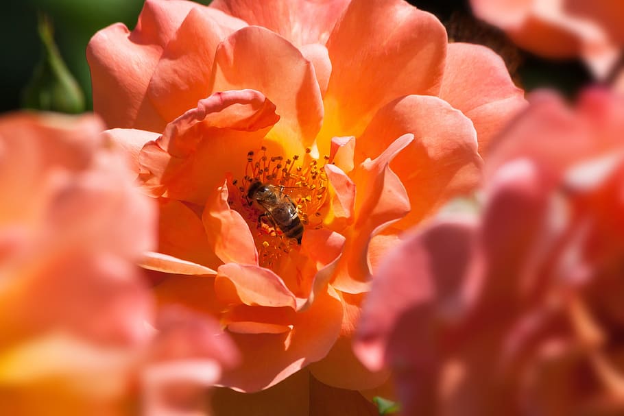 rose, bee, orange, pink, composites, blossom, bloom, summer HD wallpaper