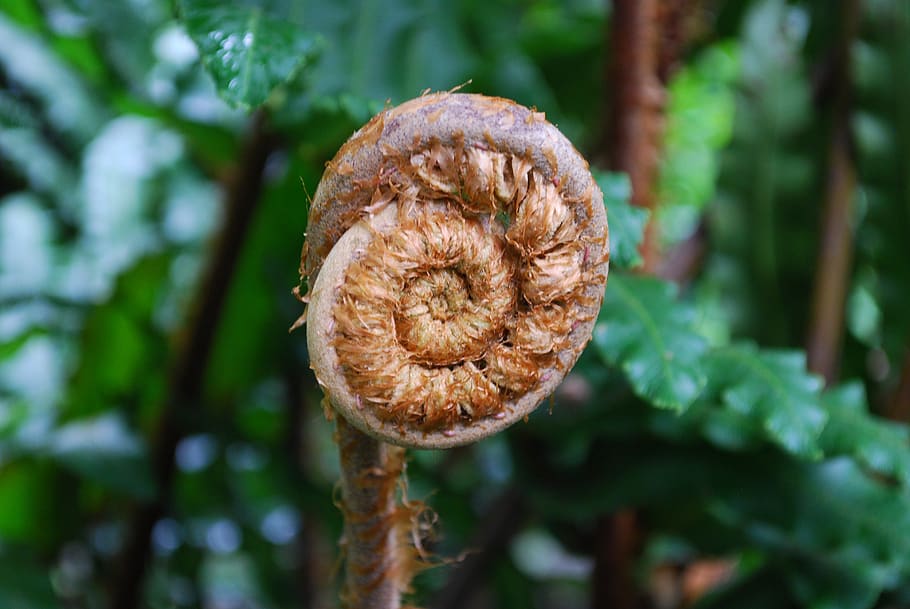 fern, leaf, plant, growth, close-up, focus on foreground, no people HD wallpaper