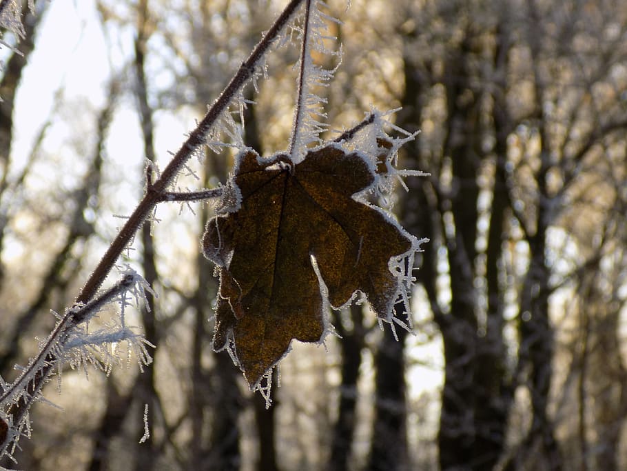 Frost, Cold, Frozen, Leaf, Nature, tree, winter, forest, snow HD wallpaper