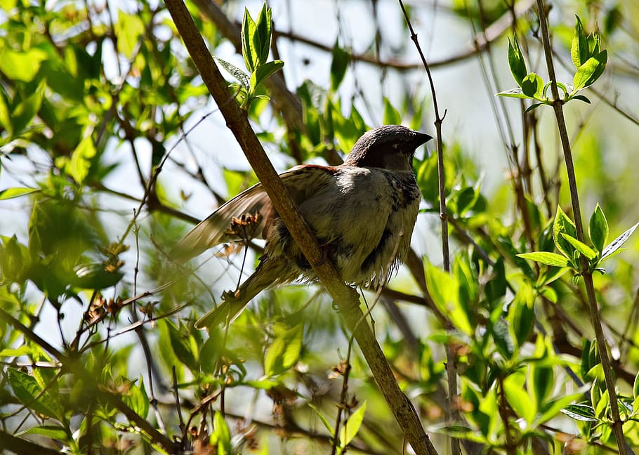 Bird, Sparrow, Tree, Nature, Green, the sparrow, branch, fauna HD wallpaper