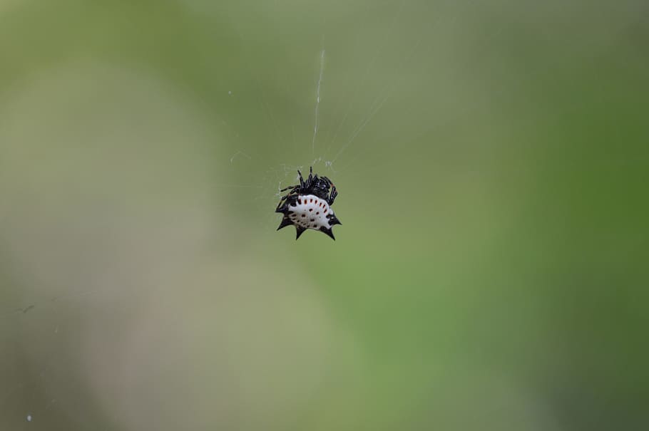 thorny, spider, black, white, network, approach, nature, insect HD wallpaper