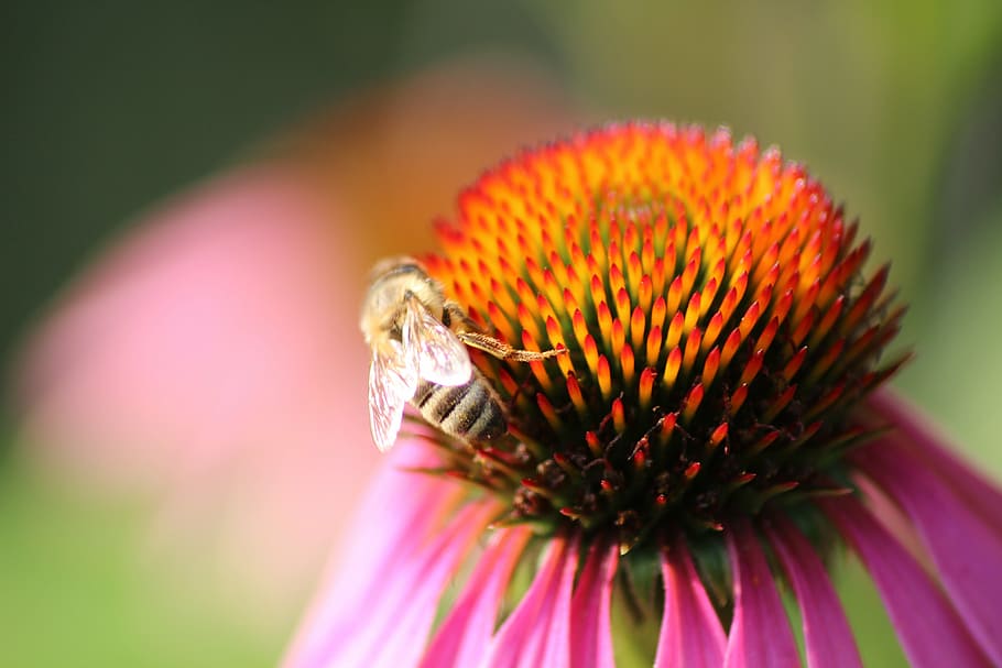 flower, bee, red, blossom, bloom, sun hat, plant, nature, flowering plant HD wallpaper