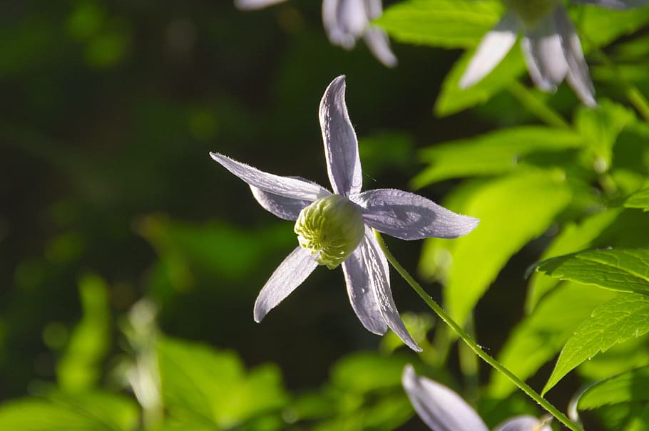 spring, flower, purple, blossom, bloom, nature, clematis, plant HD wallpaper