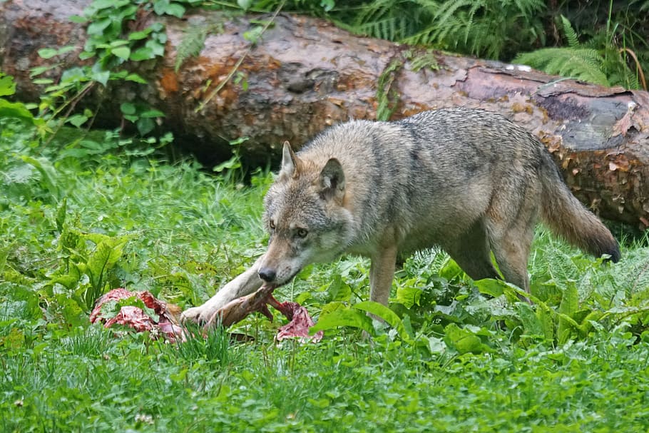 brown fox eating, wolf, predator, european wolf, carnivores, mammal, HD wallpaper