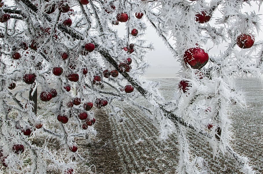 apple, frozen, on a tree, winter, christmas, snow, red, season HD wallpaper