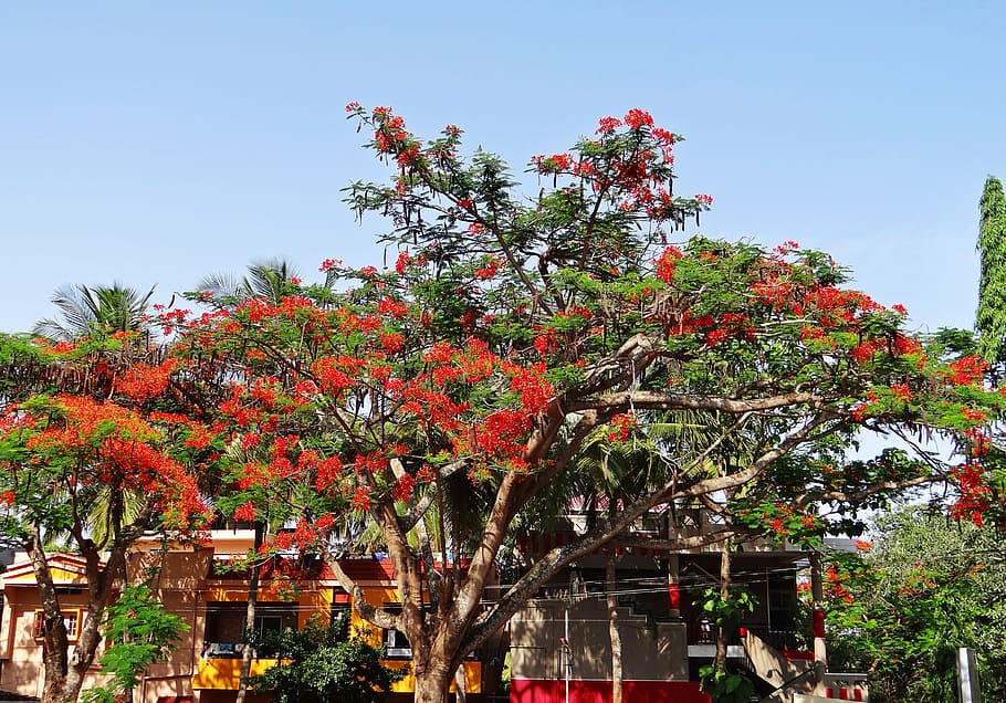 Delonix Regia, Tree, Tropical, gulmohor, dharwad, india, nature, HD wallpaper